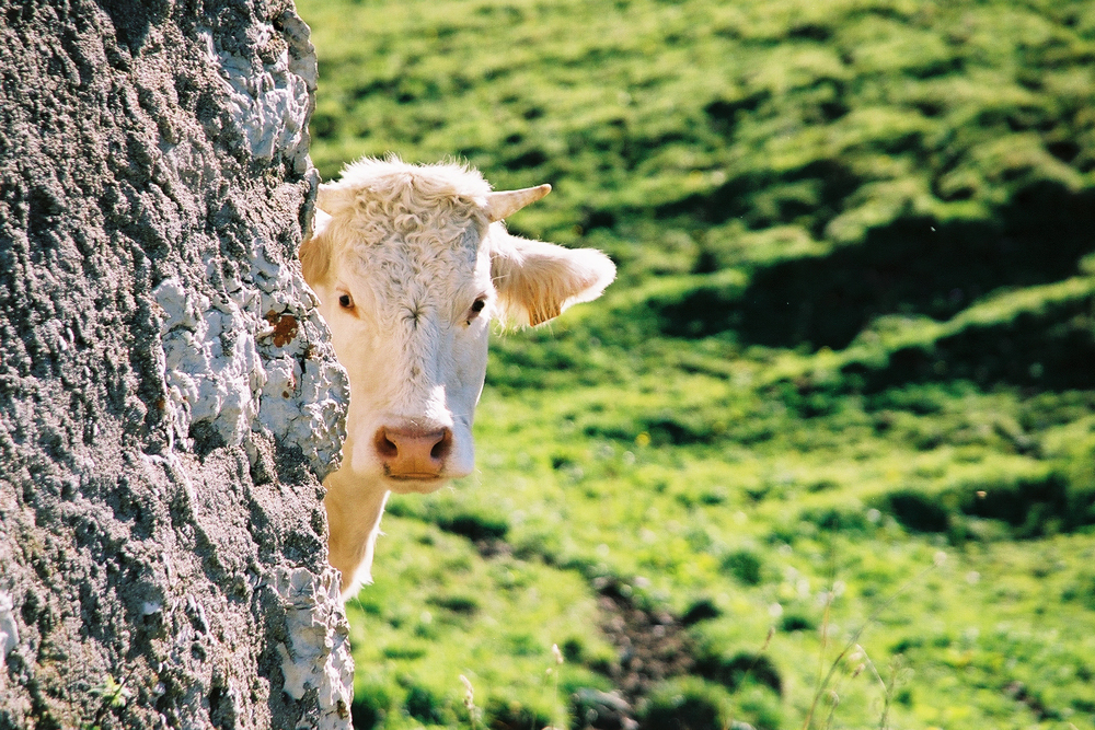 Coucou c’est moi !