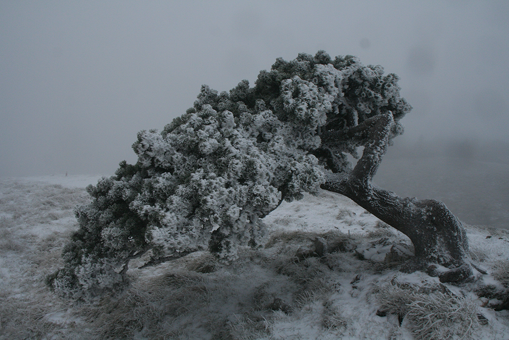 Wind-sculpted tree on the Crêt de la Neige