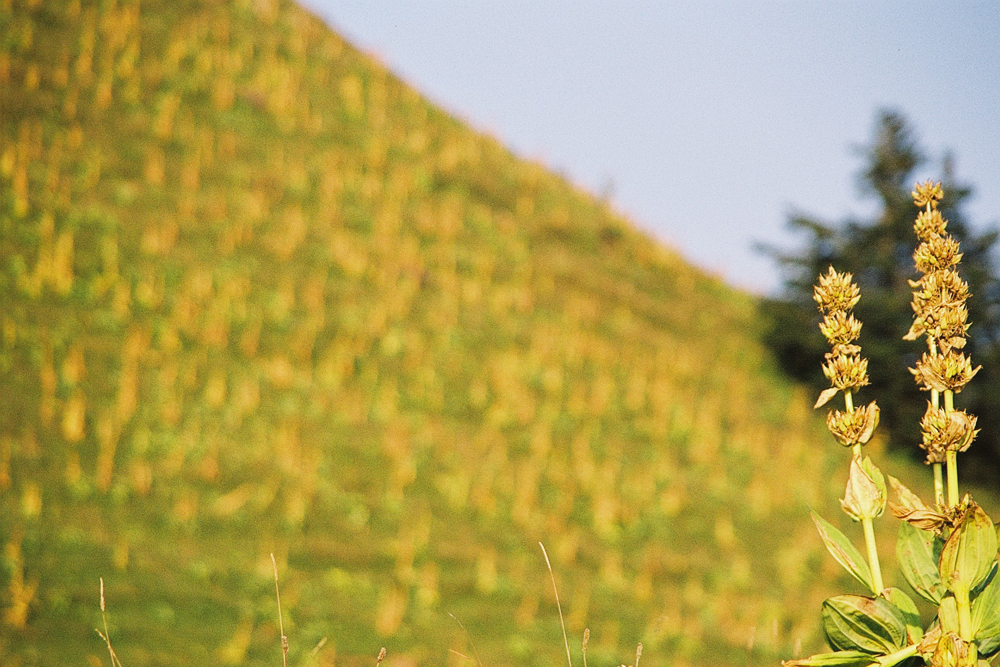 Another remarkable flower, with magical properties ... the yellow gentian from Jura