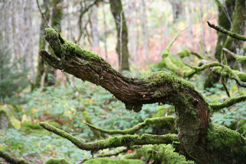 Encore une preuve du talent de Dame Nature !