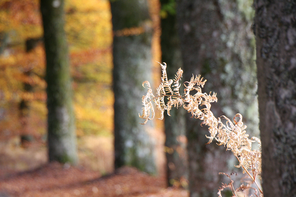 Les couleurs du Massif Central en automne