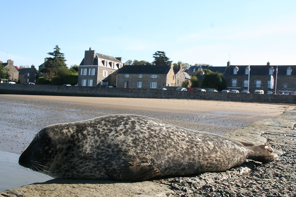 Un phoque pas du tout farouche sur une plage de Bretagne