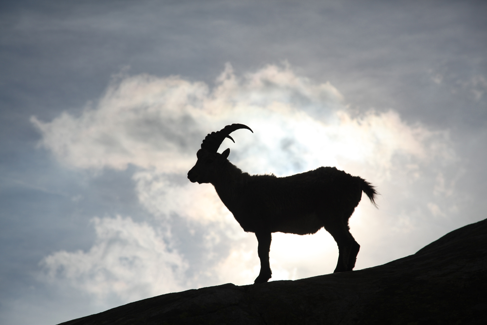 An ibex near White Lake, in the Mont Blanc Massif