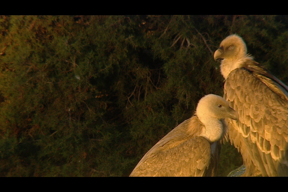 Des vautours fauves au lever du soleil dans les Gorges du Verdo