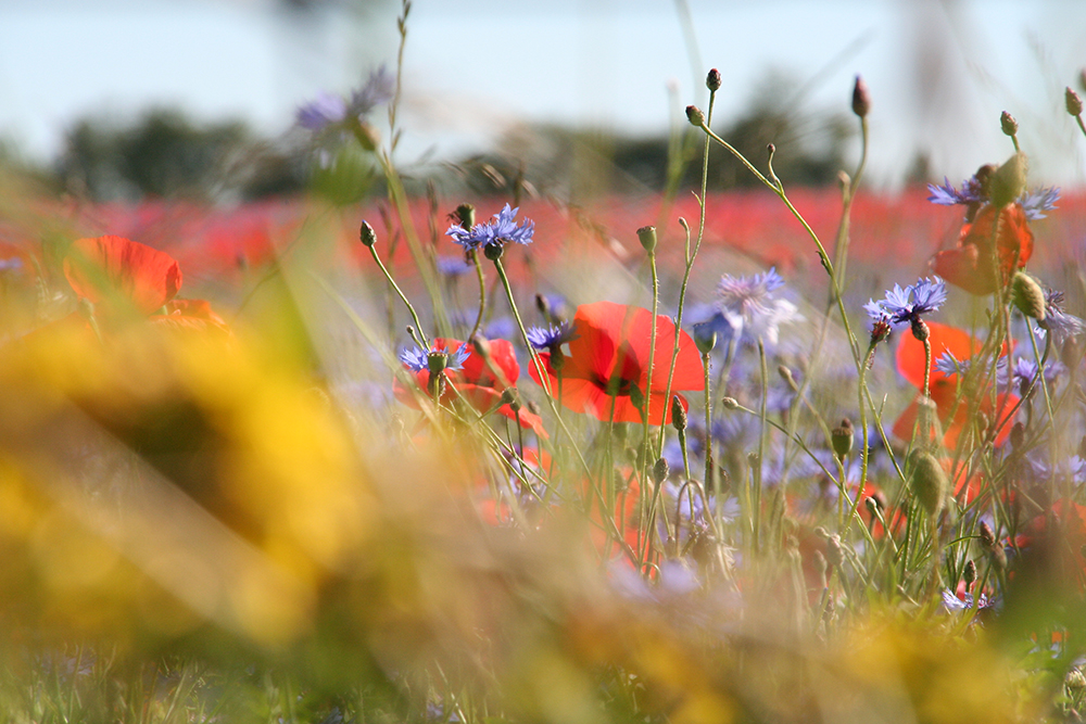 From 1000 cows to 1000 flowers