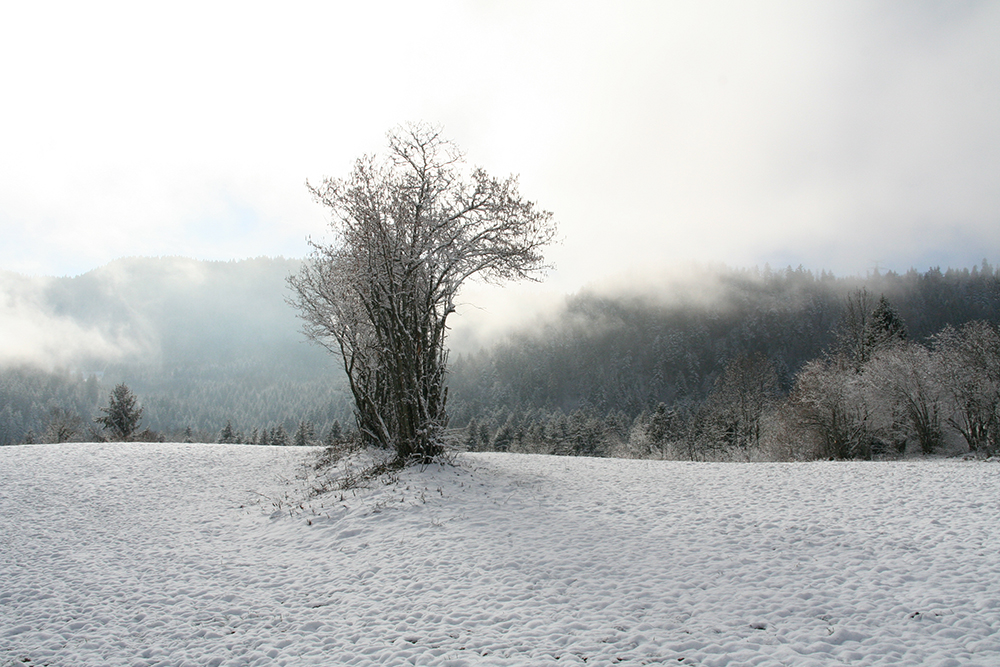 Late November on the plateau