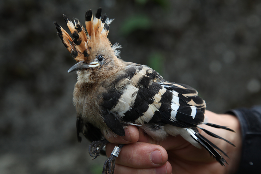 The hoopoe, one of the more spectacular inhabitants of Lake Geneva’s shores.