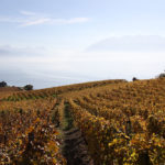 Les vignes du Léman, territoire de la Hupe.