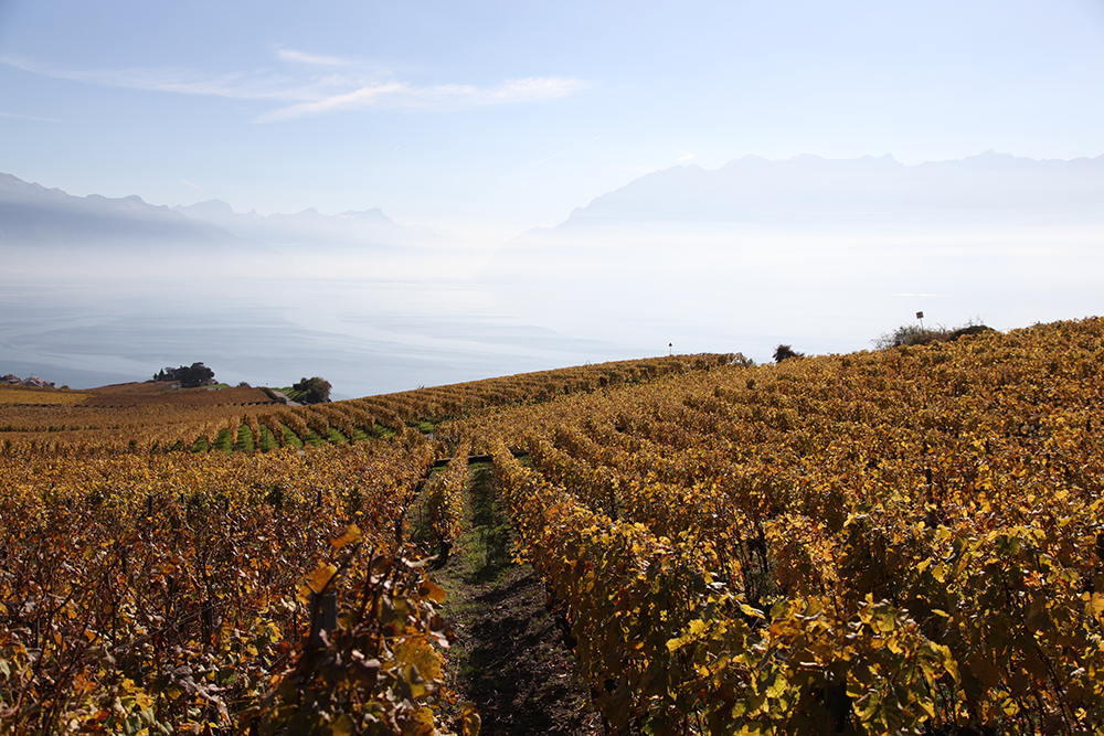 The vineyards of Lake Geneva, home to the hoopoe.