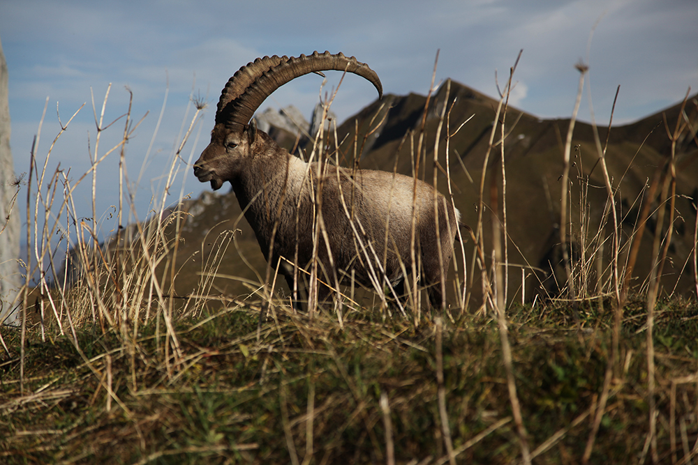 The ibex, king of the Alps.