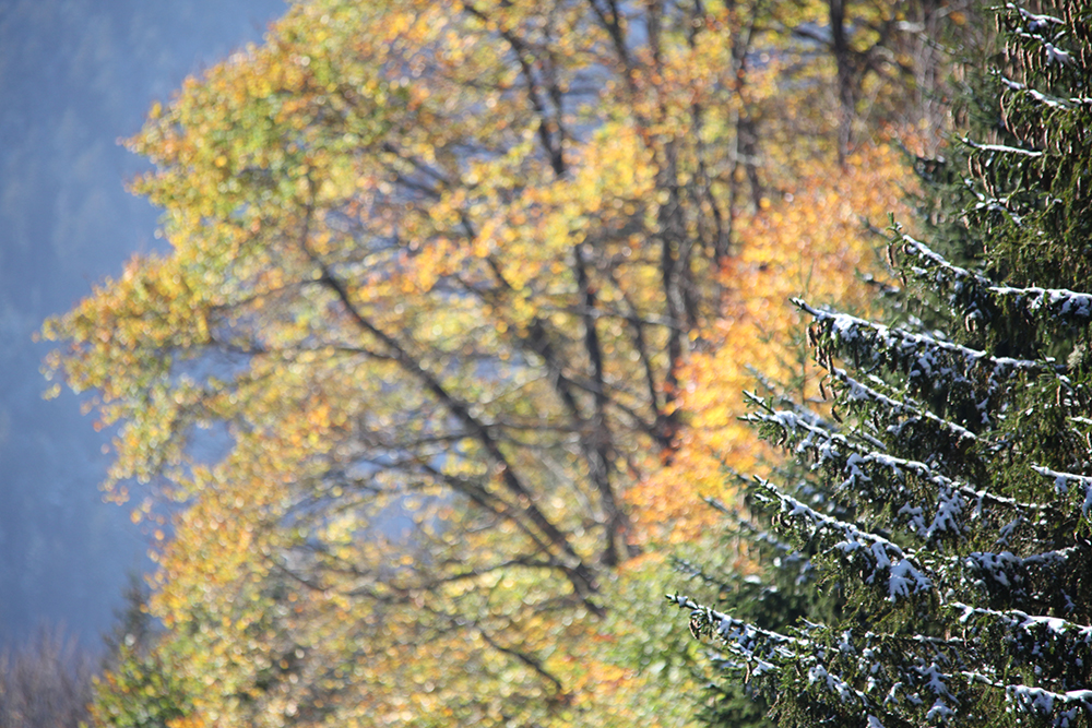 The magic of autumn and its ephemeral snows.