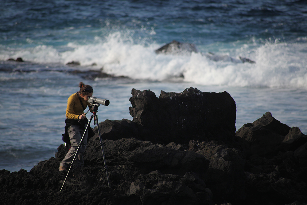 Carolina wants to understand why some species of migratory birds make a huge detour via the Azores