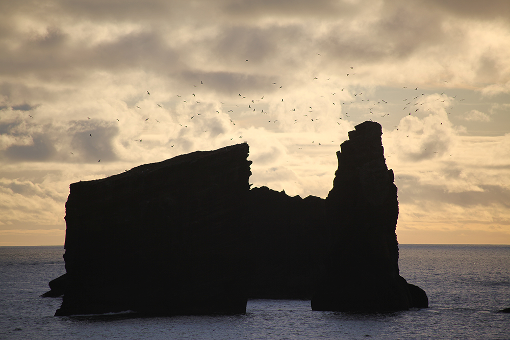 Bird island