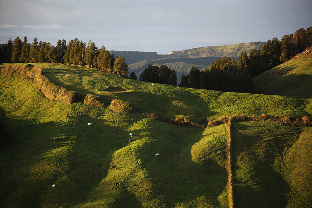 Première activité agricole des Açores, la production de lait