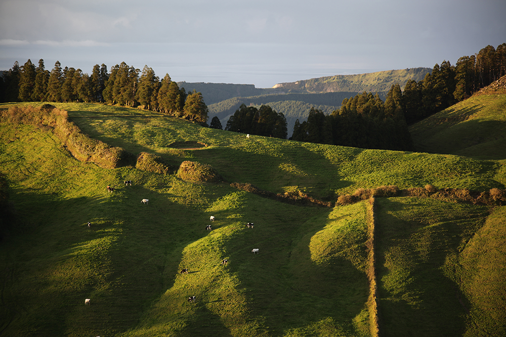 The first agricultural activity in the Azores, the production of milk