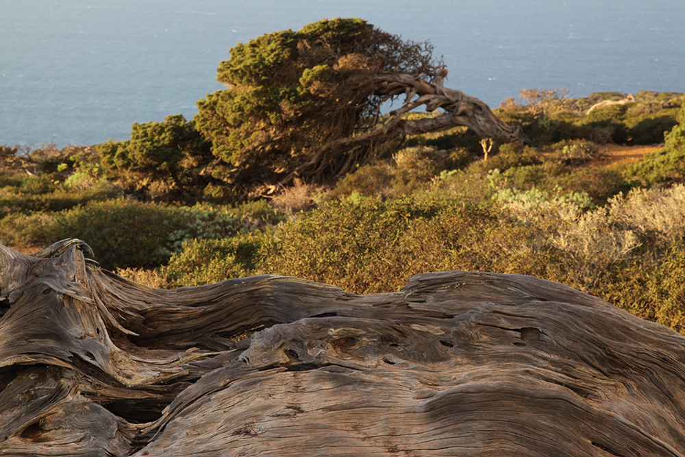 Des arbres couchés par le vent