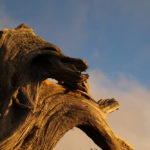 Un arbre mort presque, pourtant vivant, trouvé par hasard lors du tournage