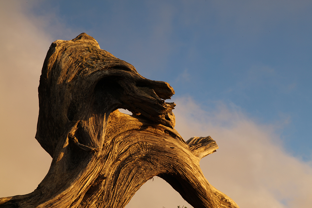 An incredible tree found by accident during filming