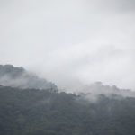Mystérieuse forêt de Guyane et ses essences inconnues ...