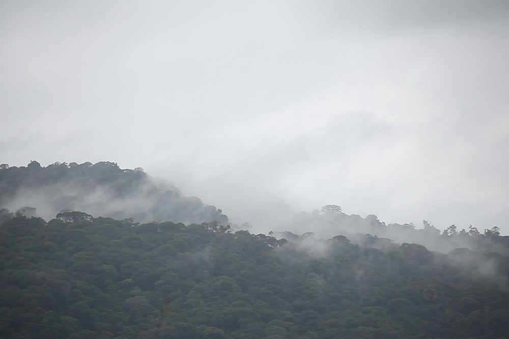 Mystérieuse forêt de Guyane et ses essences inconnues ...