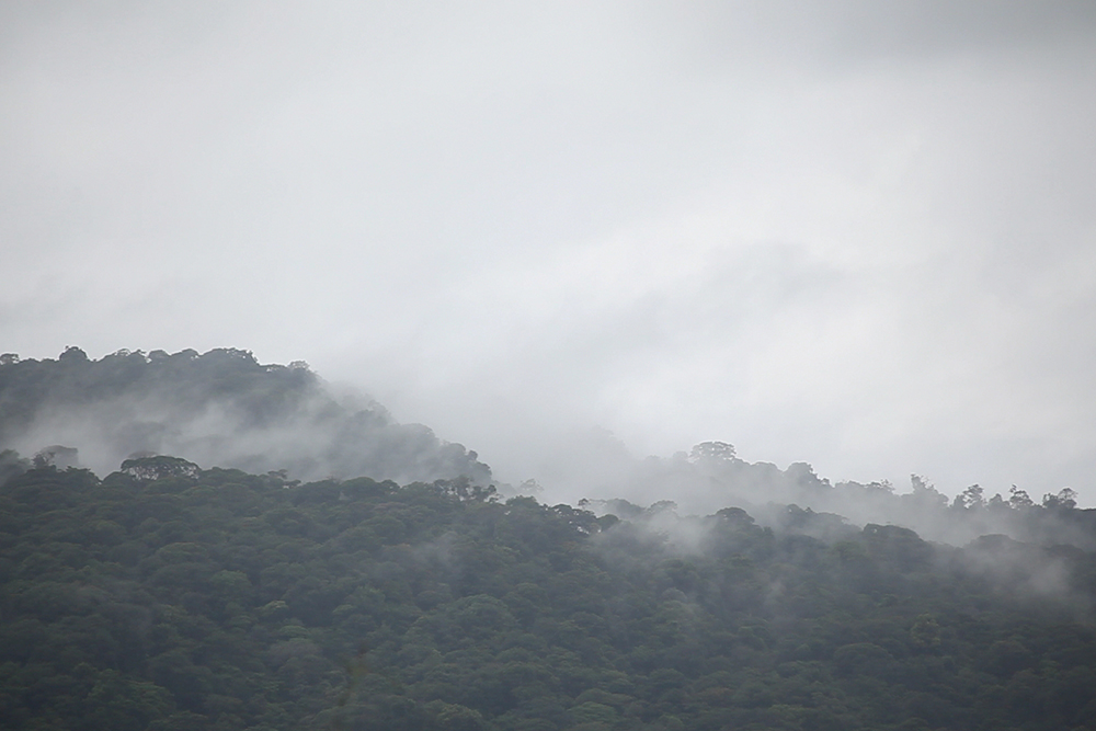 Mysterious forest of Guyana …