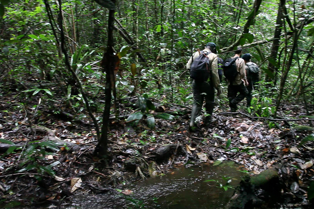 Small expedition into the forest with a team of botanists, in search of new species