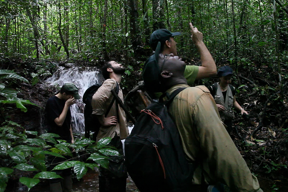 In Guyana, botanists spend their time looking up at the sky …