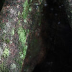 1 300 essences d'arbres connues en Guyane, et l'inventaire n'est pas terminé !