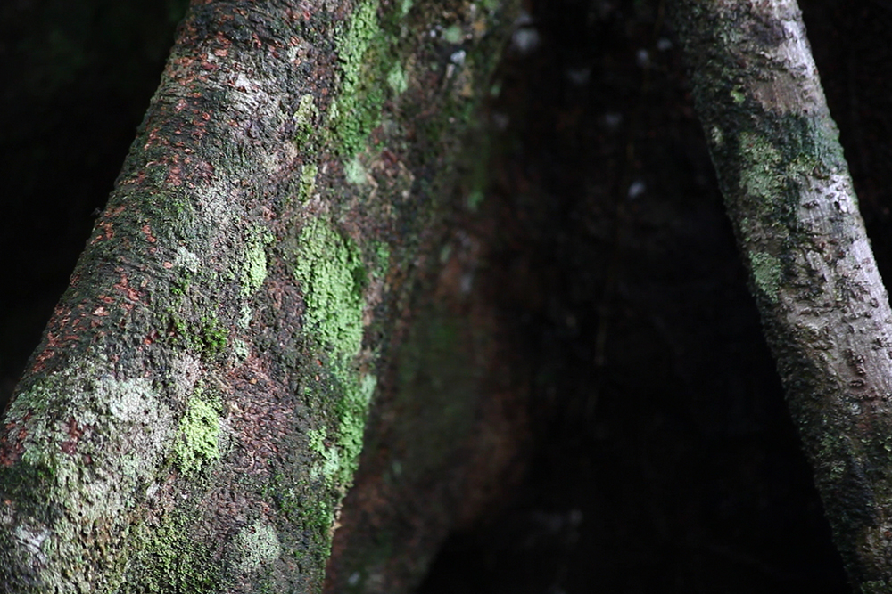 1 300 essences d'arbres connues en Guyane, et l'inventaire n'est pas terminé !