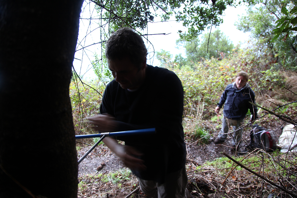 Coring in order to determine the age of the tree