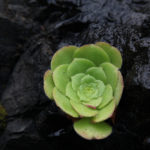 L'une des nombreuses plantes endémiques de Madère