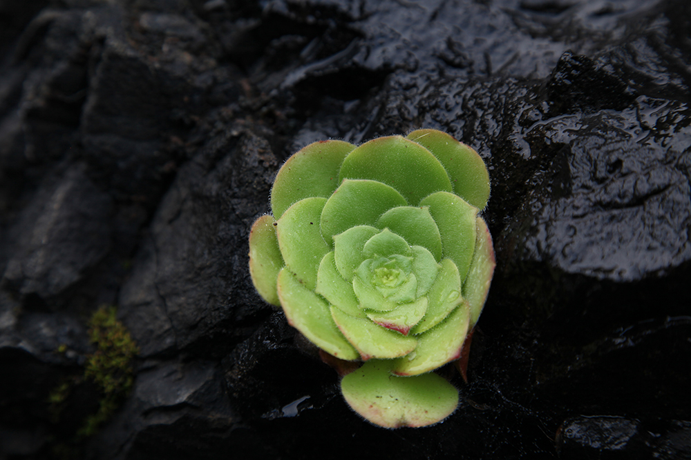 One of the numerous endemic plants of Madeira