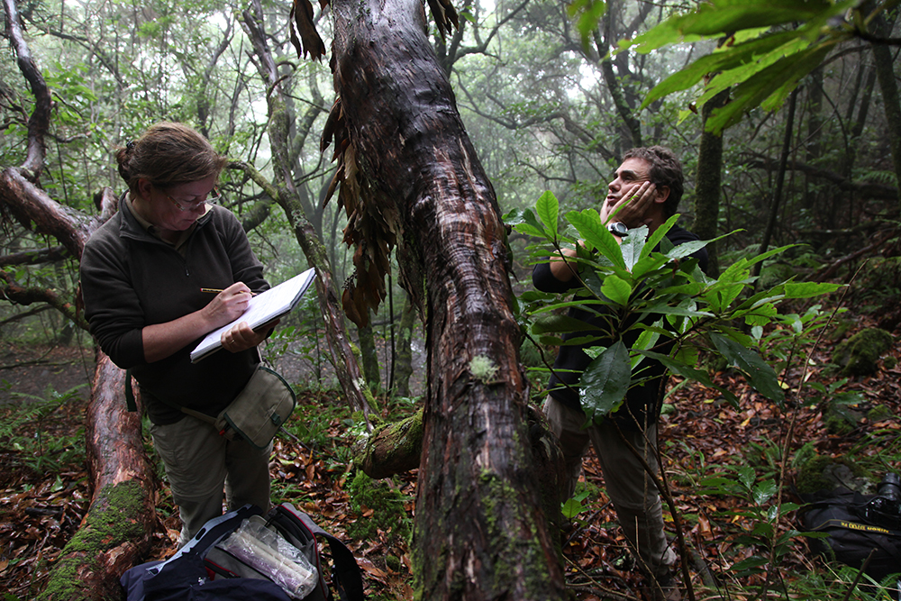 Inventory in a forest