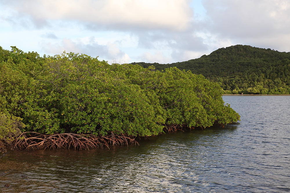 A mangrove swamp