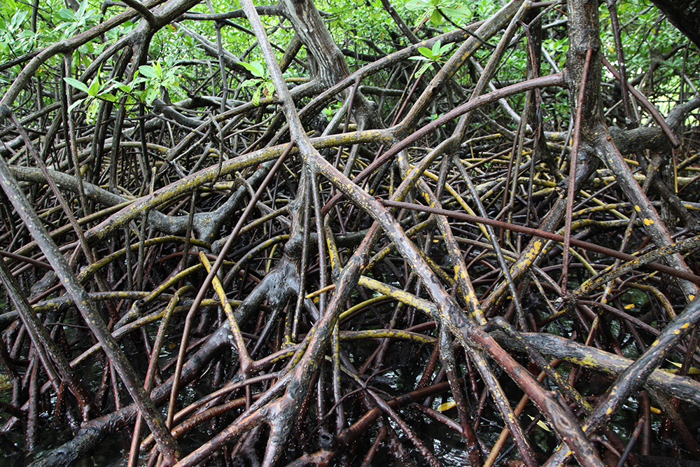 Les étonnants entrelacement des mangroves