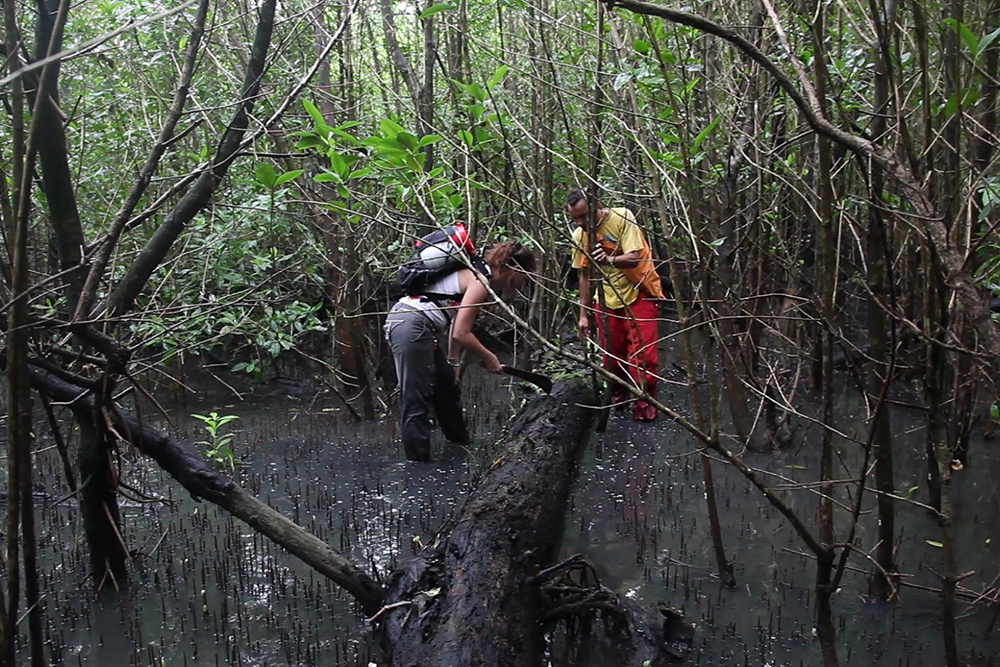 A la recherche d'une mangrove disparue