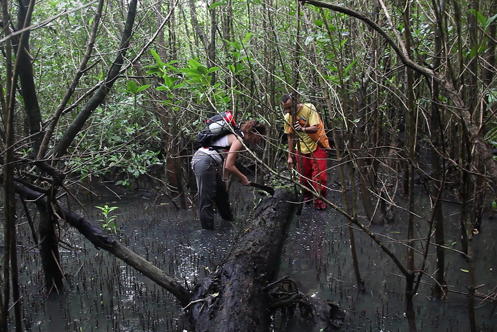 In search of mangroves